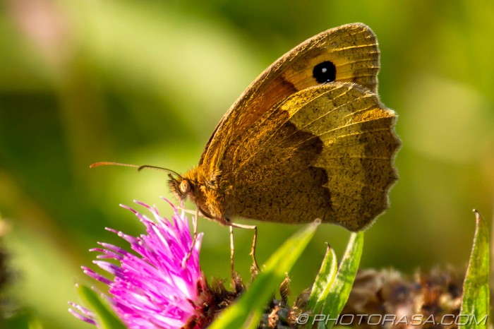 meadow brown from the side
