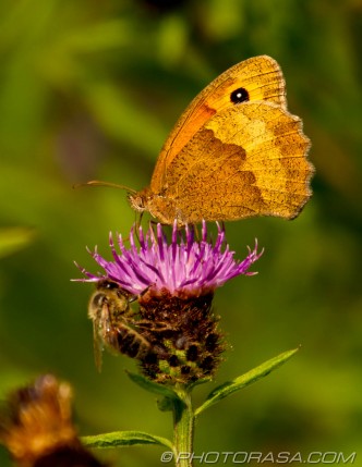 meadow brown on thistle flower