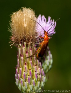 red and brown soldier beetle on thistle