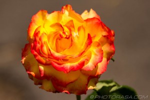 red and orange flame rose