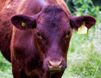 red brown cow