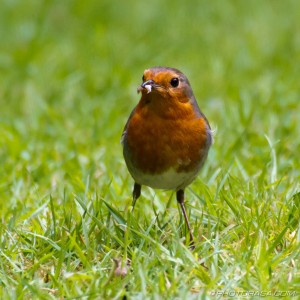robin with food in beak