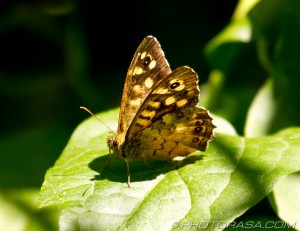 speckled wood in sunlight