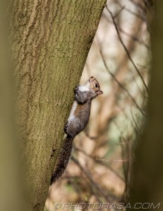 squirrel halfway up a treetrunk