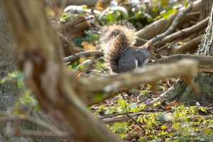squirrel on woodland floor
