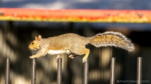 squirrel running across a fence