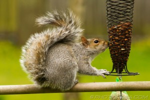 squirrel sniffing bird food