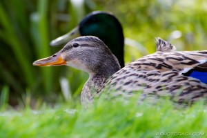 two ducks at pond