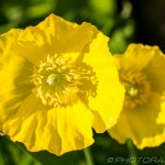 two giant buttercups