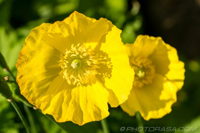 two giant buttercups