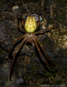 uk orb spider