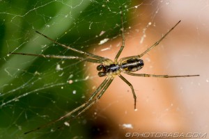underside of little spider in web