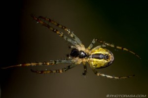 yellow spider underside close up