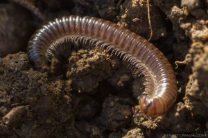 many legs of the millipede