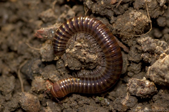 Long Brown Cylindroiulus Millipede - Photorasa Free Hd Photos