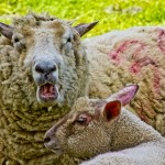 baaaing sheep and lamb