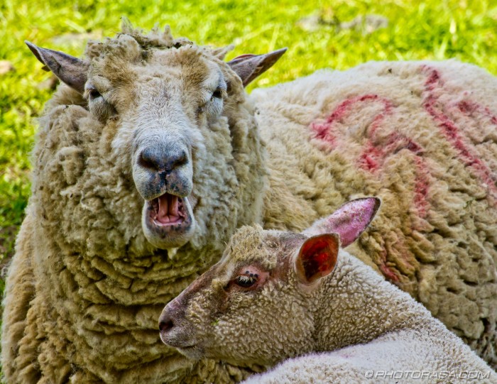 baaaing sheep and lamb