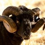 black hebridian sheep front horns