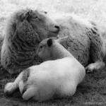 lamb and mother
