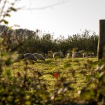 sheep in a field through a fence
