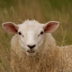 sheep in the long grass