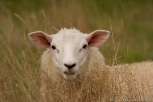 sheep in the long grass