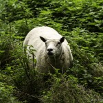 texel sheep in the undergrowth