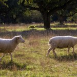 two romney sheep walking across field in sunlight