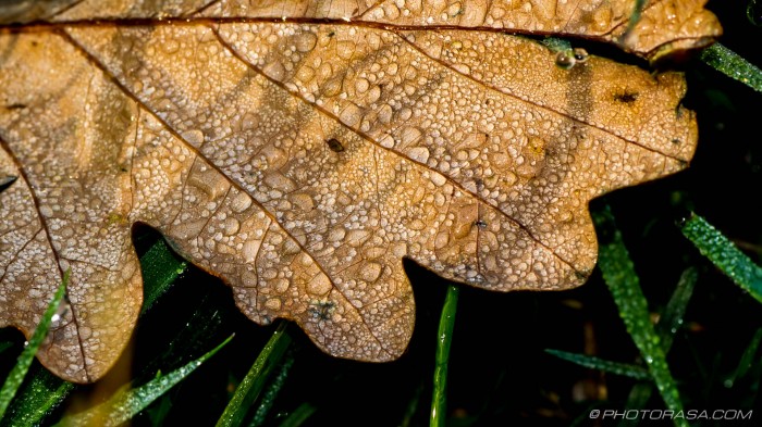 brown oak leaf with dew and grass shadow