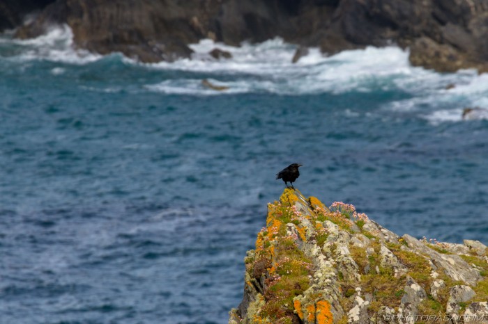 crow on a rocky outcrop on the cornwall coast
