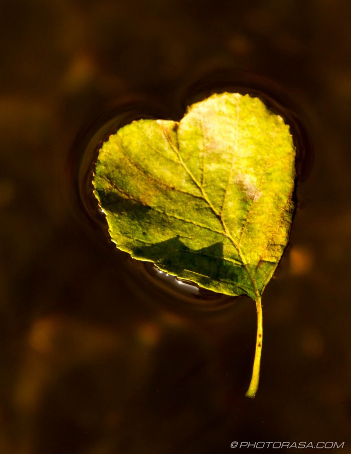 heart shaped leaf and stalk