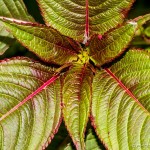 red green leaf pattern