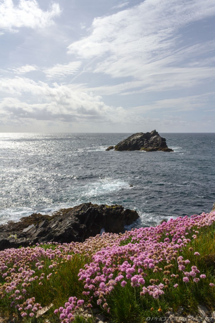 rocky island and pink flowers