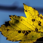 yellow autumn maple