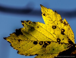 yellow autumn maple
