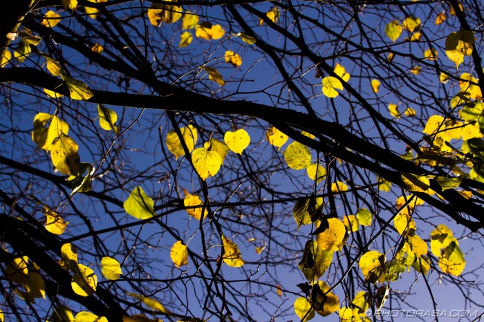yellow leaves on the tree hit by sunlight