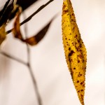 yellow willow leaf