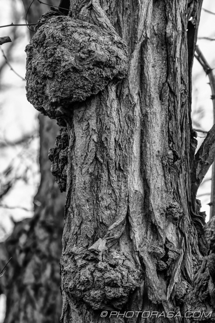 bark growth