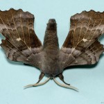 large brown moth against plain background
