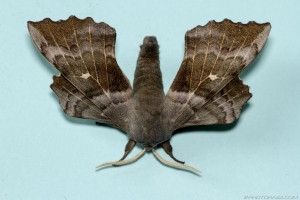 large brown moth against plain background