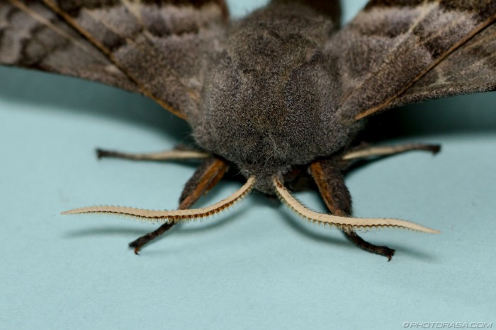 moth antennae