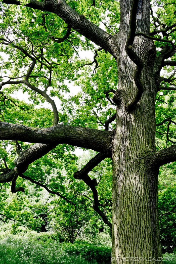 oak trunk and branches