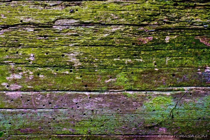 old wood with woodworm and moss stains
