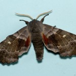 poplar hawk moth