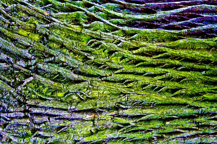trunk criss cross pattern