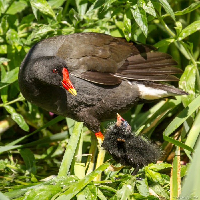chick calling to mother