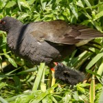 moorhen chick and mother in the foliage