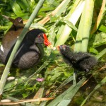 mother and chick beak to beak