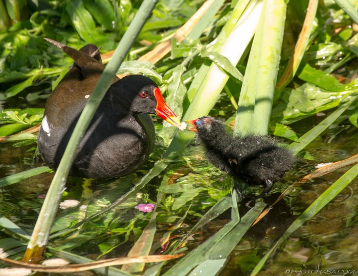 mother and chick beak to beak