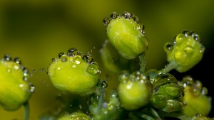 chain of tiny water droplets on plant